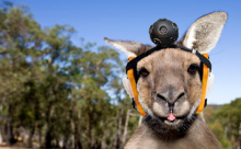 street roo